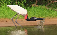 Jabiru